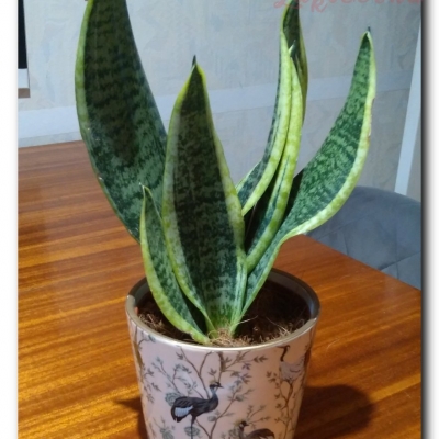 Sansewieria Superba - Maj 2022