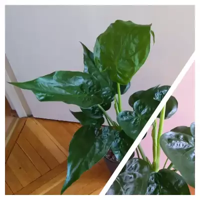 Mój mały "olbrzym"