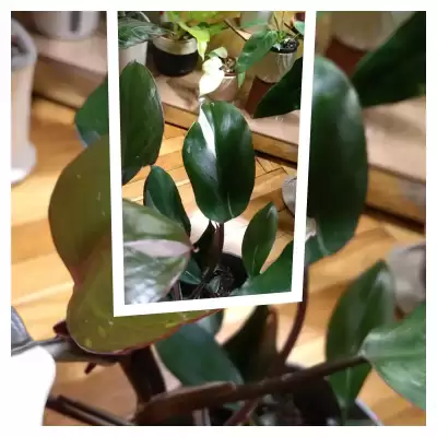 Tym razem wlaściwy Filek