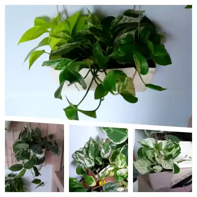 Nowe Epi i Scindapek