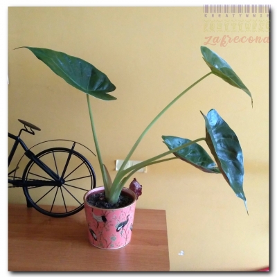 "Gutek" - jak szybko rośnie - Czerwiec 2022