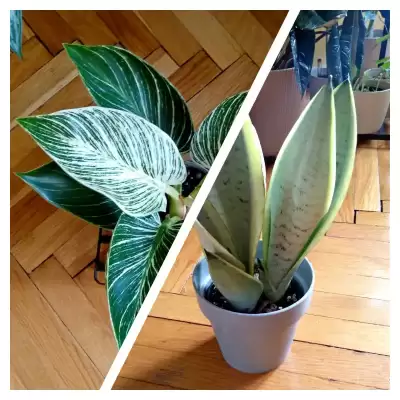 Nowa Sansevieria i Birkin