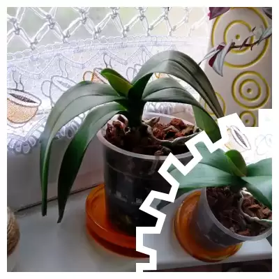 Eksperyment Storczyk