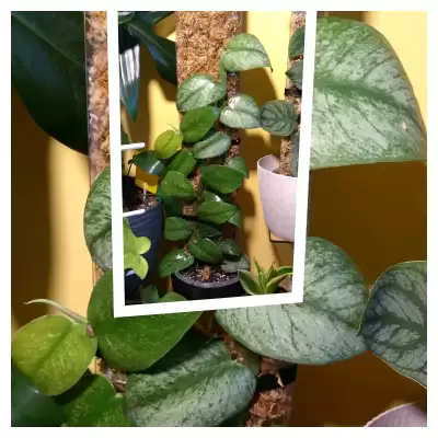 Wyjątkowa Raphidophora