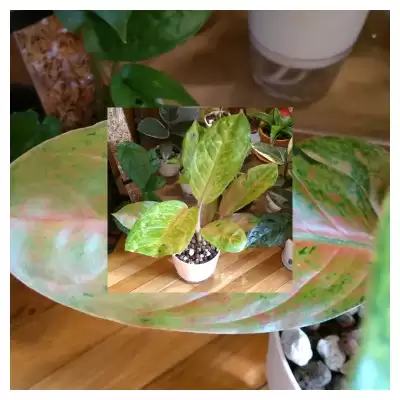 Aglaonemy do kolekcji