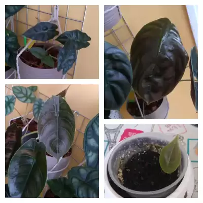 Alokazje nowe liście - połowa czerwca 2023