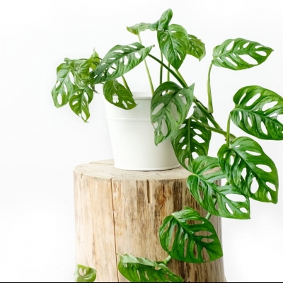 Monstera Monkey Mask - informacje ogólne