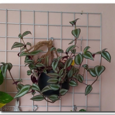 Sreberko - styczeń 2023