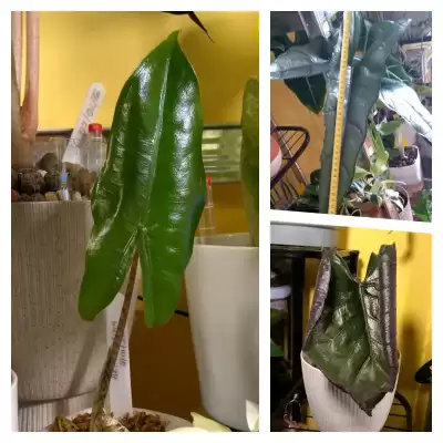 Alokazjom na ratunek i nie tylko