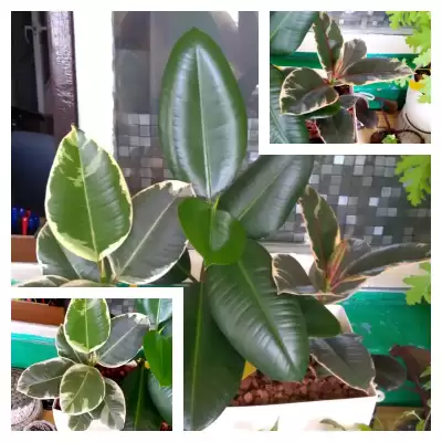 Fikusy - podsumowanie czerwca 2023