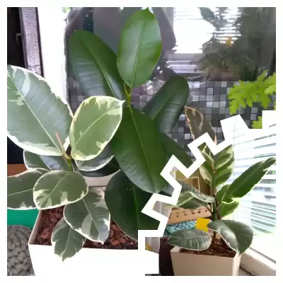 Ficusy  - przed i po urlopie