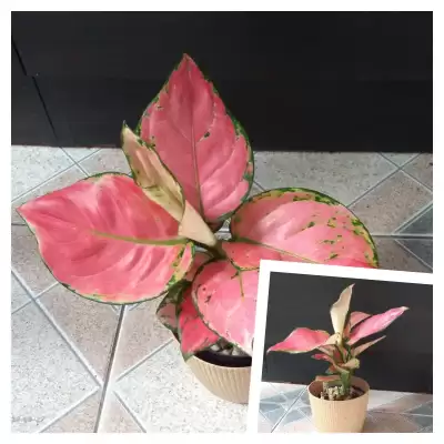 Nowa Aglaonema