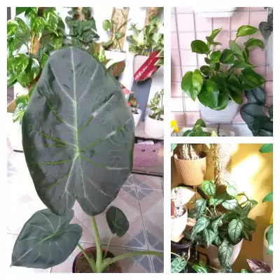 2 nowe pnącza i alokazja