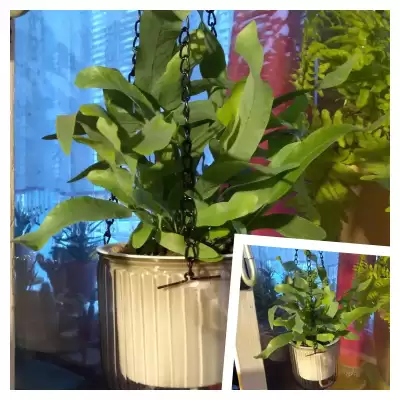 Czyżby nowa miłość