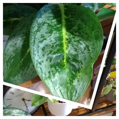 Ostatnia Aglaonema z listy