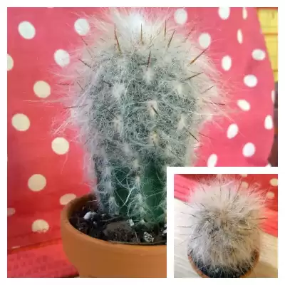 Włochaty kaktus