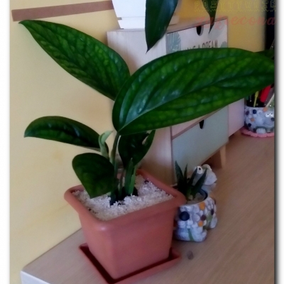 Monsterka - świeżo po przesadzeniu - wrzesień 2022