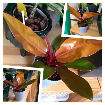 Książe - ostatnia szansa