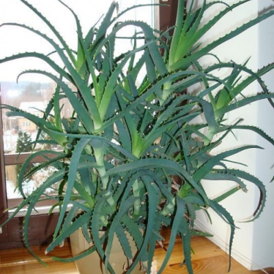 Aloes drzewiasty - informacje ogólne
