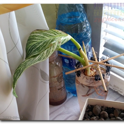 Miluś dalej choruje