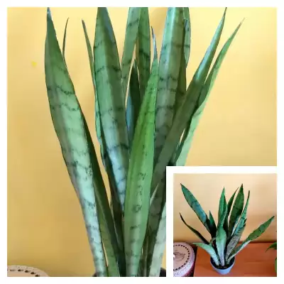 Jeszcze jedna Sansevieria