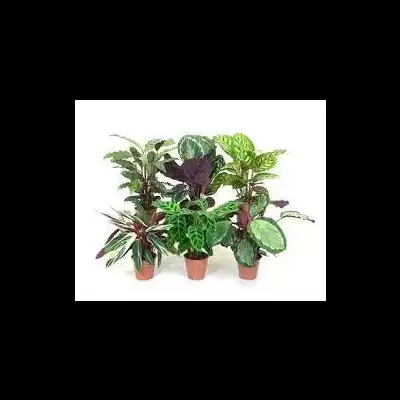 Calathea - informacje ogólne