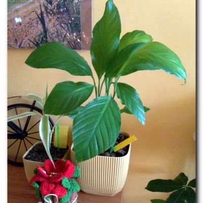 Skrzydełko - styczeń 2023