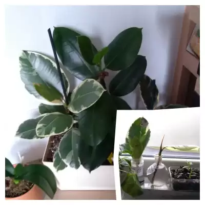 Ficusy - podsumowanie roku 2023