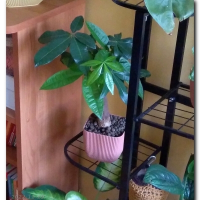 Drzewko - koniec listopada 2022