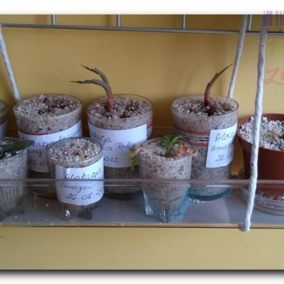 Co nowego u Alokazji?