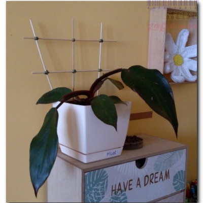 Filuś - Lipiec 2022