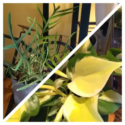 Dwa Kolekcjonerskie Filki