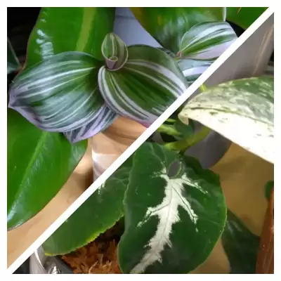 Trzykrotka i Syngonium