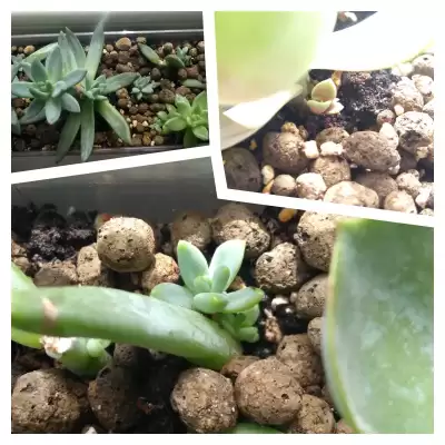 Eszewerie - połowa czerwca 2023