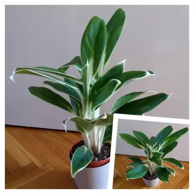 Kolejna Aglaonema