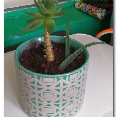 Eszeweria gwieździsta  - Maj 2022