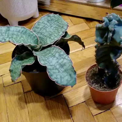 Dwa kolekcjonery - Zielony Parapet