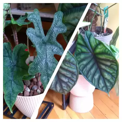 Zagęszczanie Alokazji