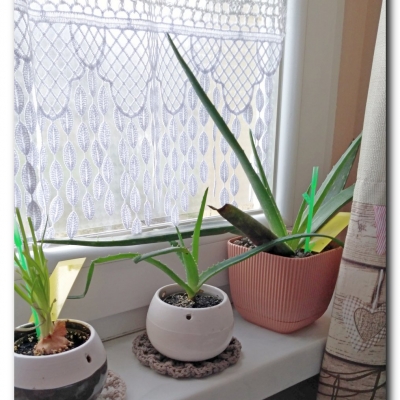 Aloesy i Grudnik 2023