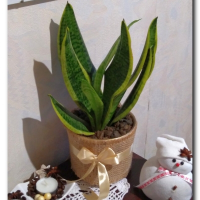 Pikuś - styczeń 2023