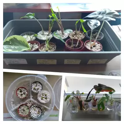 Rozsada kwiecień 2024