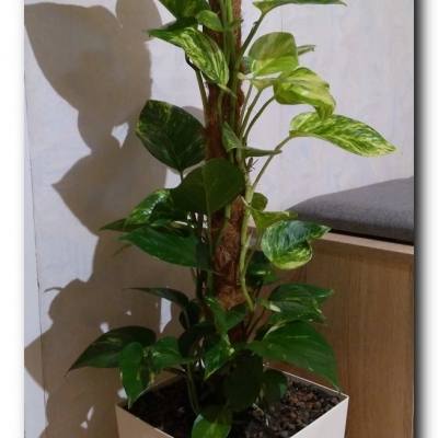 Epipremnun na kuracji - Czerwiec 2022