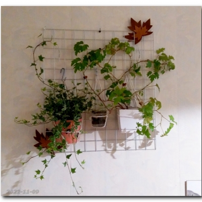 Felix i jego następcy Listopad 2022