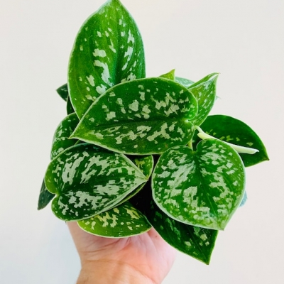 Scindapsus 'Argyraeus' - informacje ogólne