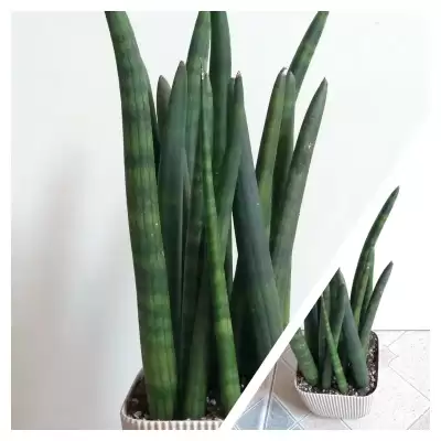Odkupiona Sansevieria