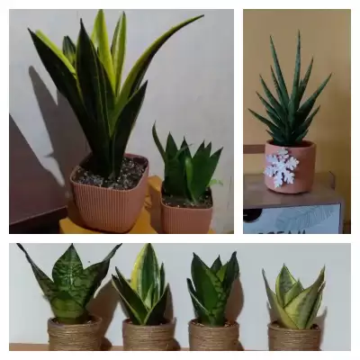 Sansewieria - podsumowanie roku 2023