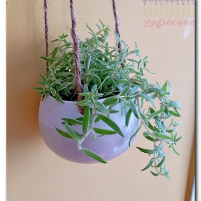 Trzykrotka "Żelek" - Czerwiec 2022