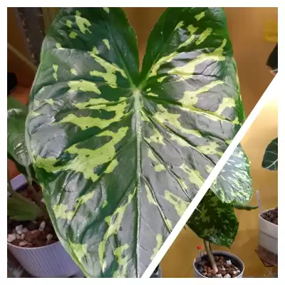 Kolekcjoner, którego prze nigdy bym się nie spodziewałam