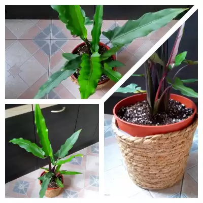 Alokazja zaskoczenie