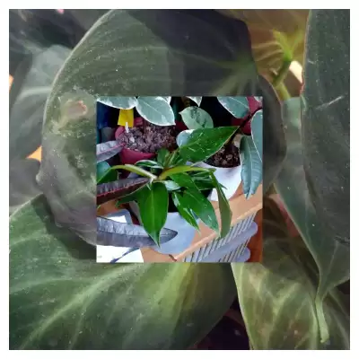 Dwa nowe Filki, ale...